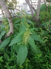 Urtica dioica