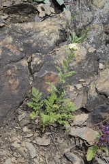 Achillea nobilis