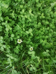 Trifolium repens