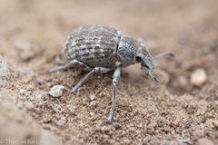 Ophryastes cinerascens