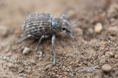 Ophryastes cinerascens