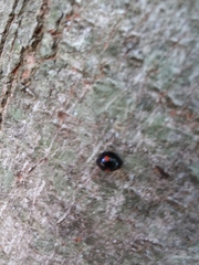 Coleoptera