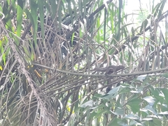 Callosciurus notatus