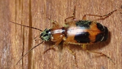 Badister neopulchellus