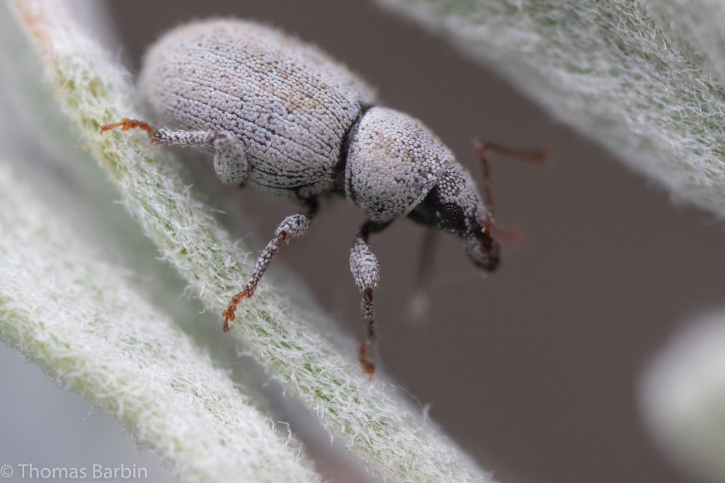 Cercopedius artemisiae