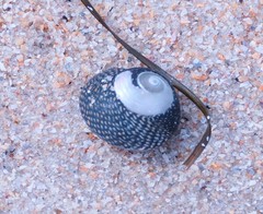 Chlorodiloma odontis