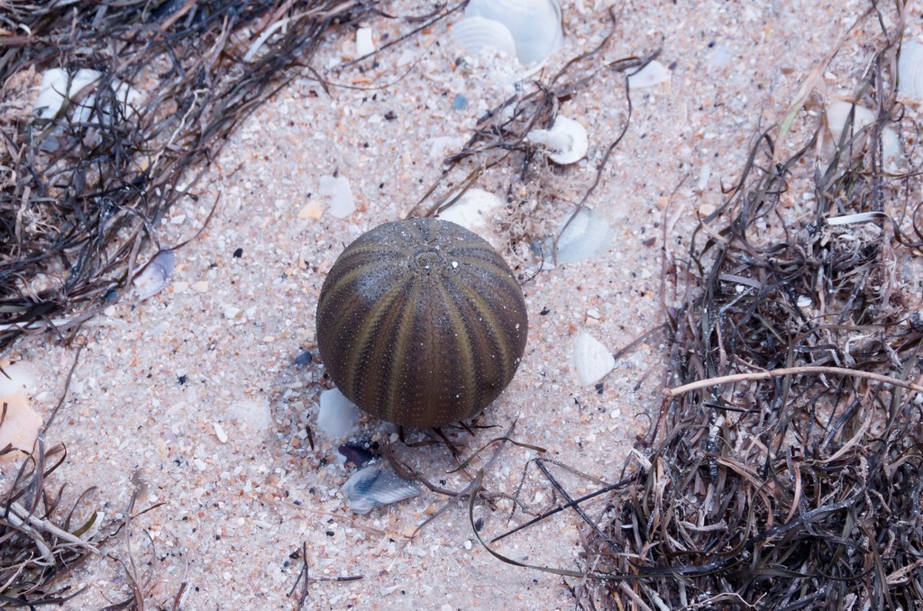 Ovoid sea urchin