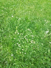 Bellis perennis
