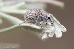 Ophryastes cinerascens