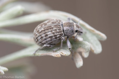 Ophryastes cinerascens