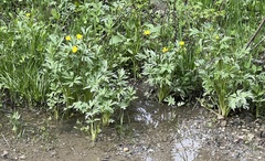 Ranunculus orthorhynchus