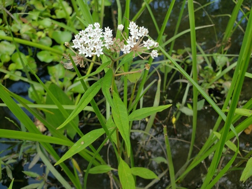 Asclepias perennis