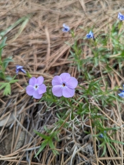Phlox multiflora