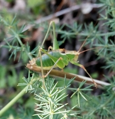 Metaplastes pulchripennis
