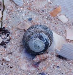 Chlorodiloma odontis