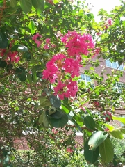 Lagerstroemia indica