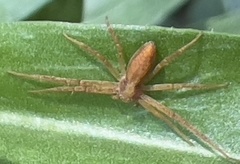 Philodromus rufus