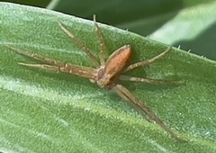Philodromus rufus