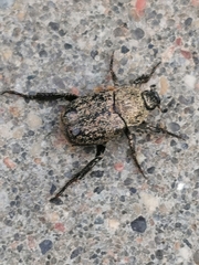 Hoplia graminicola