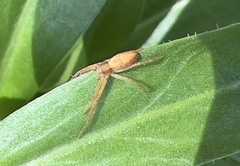 Philodromus rufus