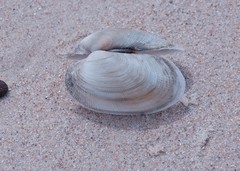 Venerupis galactites