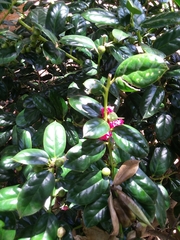 Ilex cornuta