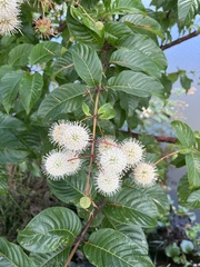 Cephalanthus tetrandra