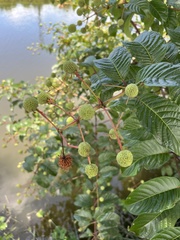 Cephalanthus tetrandra