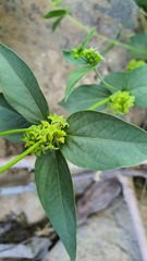 Vincetoxicum dionysiense