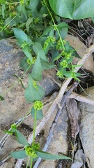 Vincetoxicum dionysiense