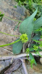 Vincetoxicum dionysiense