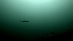 Scomberomorus sierra