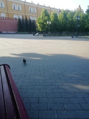 Columba livia