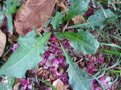 Taraxacum