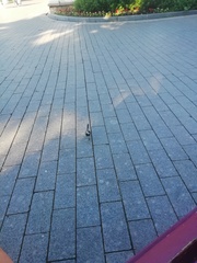Motacilla alba