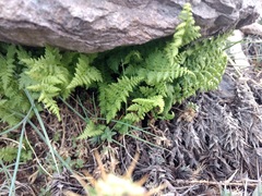 Cystopteris fragilis apiiformis