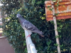 Columba livia domestica