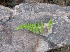 Cystopteris fragilis apiiformis