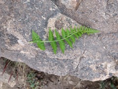 Cystopteris fragilis apiiformis