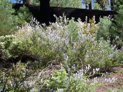 Ceanothus parvifolius