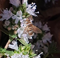 Exhyalanthrax muscarius