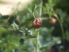 Hosackia crassifolia