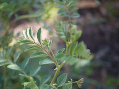 Hosackia crassifolia