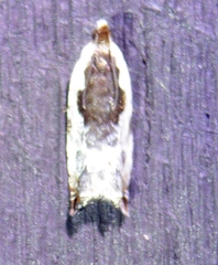 Ancylis nubeculana