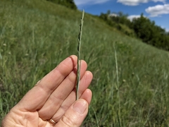 Elymus lanceolatus
