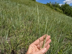 Elymus lanceolatus