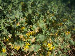 Acmispon decumbens decumbens