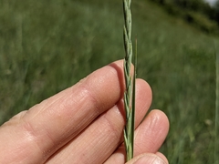 Elymus lanceolatus