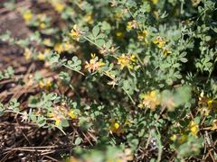 Acmispon decumbens decumbens