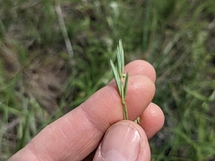Elymus lanceolatus